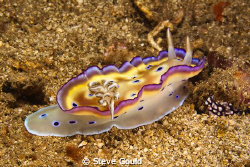 "Up And Running".  Chromodoris kuniei, captured at Wakato... by Steve Gould 